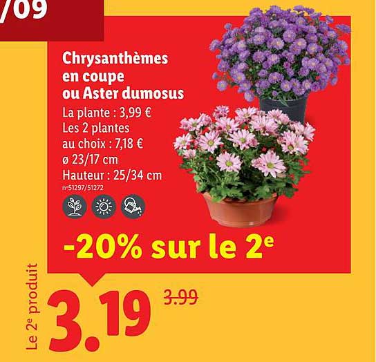 Chrysanthèmes en coupe ou Aster dumosus