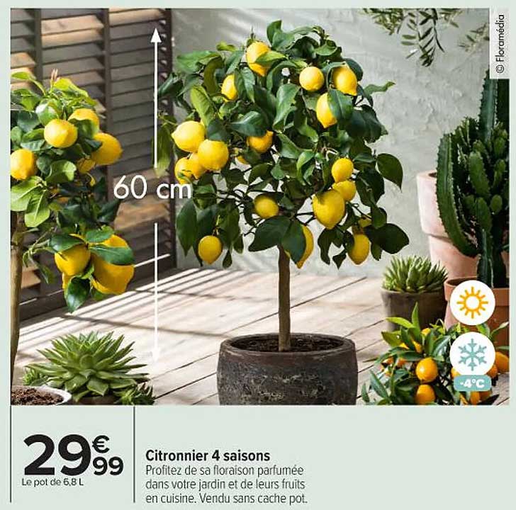 Citronnier 4 saisons