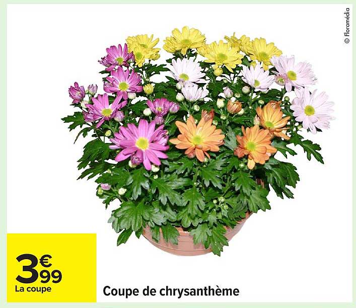 Coupe de chrysanthème