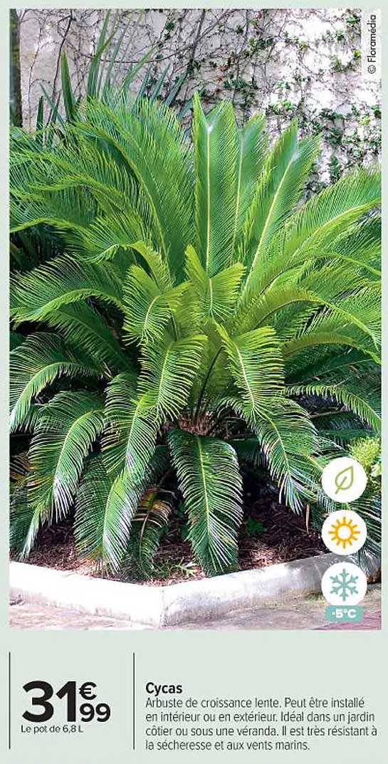 Cycas