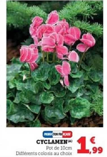 CYCLAMEN(A)
