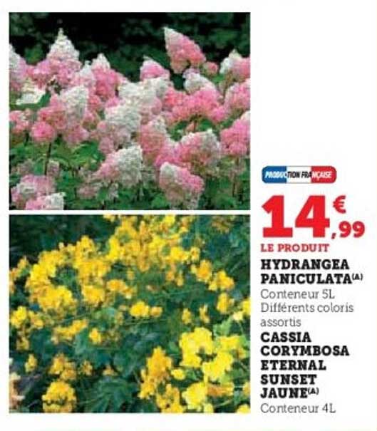 HYDRANGEA PANICULATA(A) et CASSIA CORYMBOSA ETERNAL SUNSET JAUNE(A)