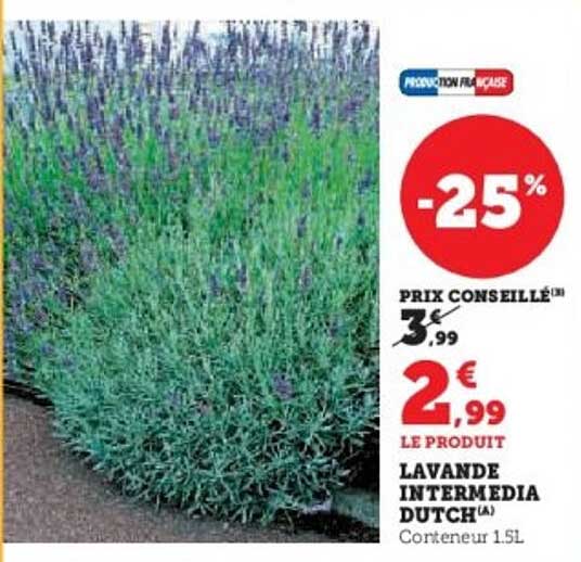 LAVANDE INTERMEDIA DUTCH (A) - Conteneur 1.5L