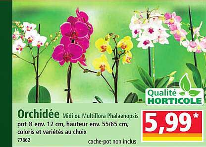 Orchidée