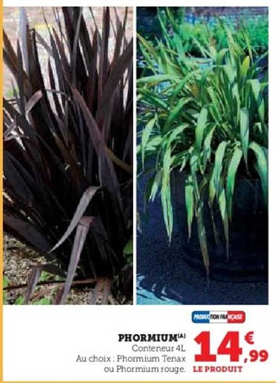PHORMIUM(A) Conteneur 4L