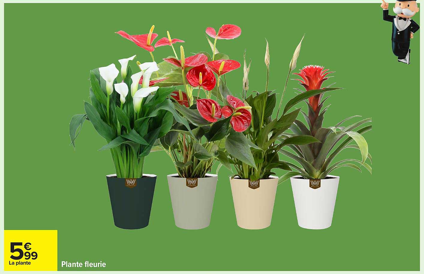 Plante fleurie