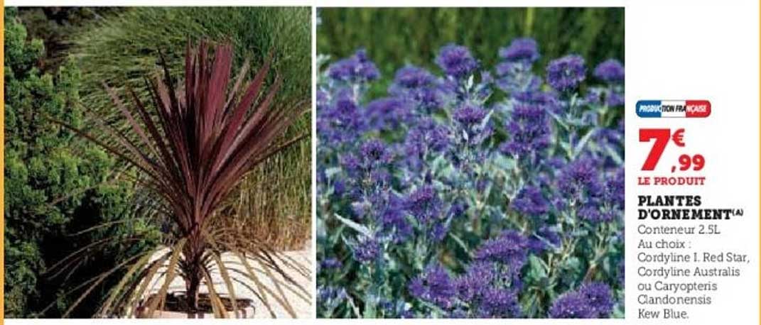 PLANTES D'ORNEMENT