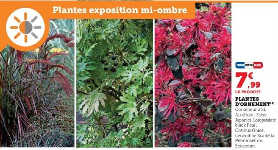 PLANTES D'ORNEMENT