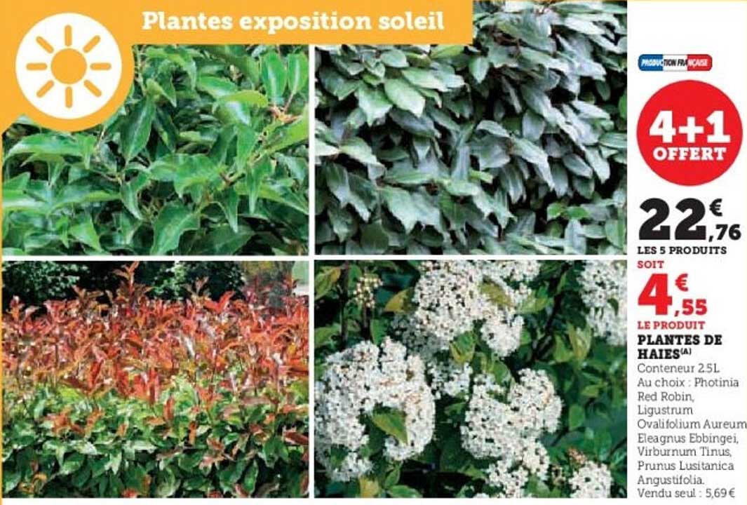 Plantes exposition soleil