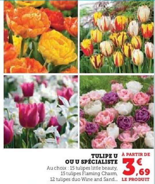 TULIPE U OU U SPÉCIALISTE