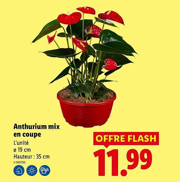 Anthurium mix en coupe
