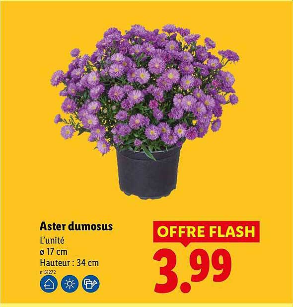 Aster dumosus