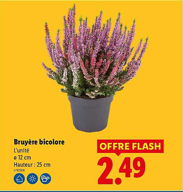 Bruyère bicolore
