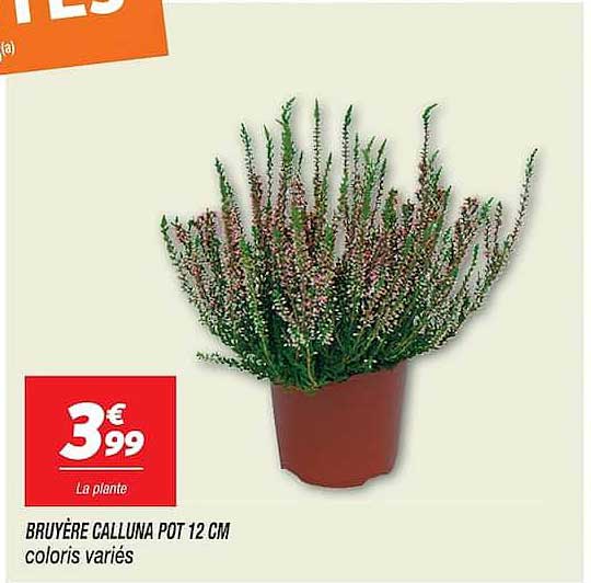 BRUYÈRE CALLUNA POT 12 CM coloris variés