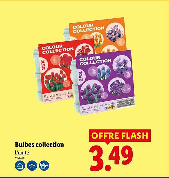 Bulbes collection