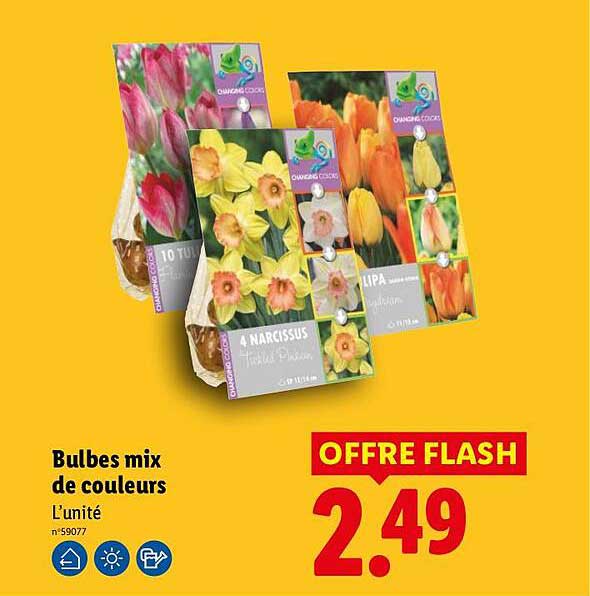 Bulbes mix de couleurs