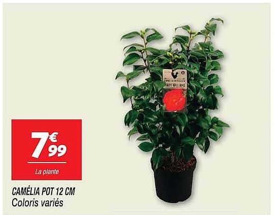 CAMÉLIA POT 12 CM Coloris variés