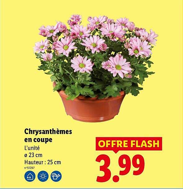 Chrysanthèmes en coupe