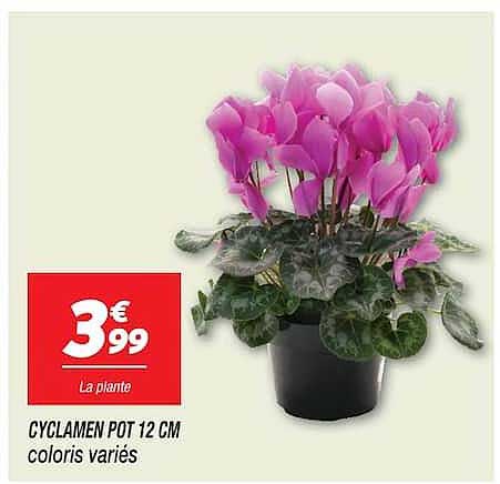 CYCLAMEN POT 12 CM coloris variés
