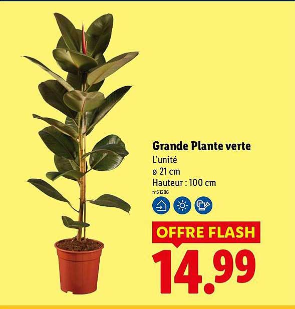 Grande Plante verte