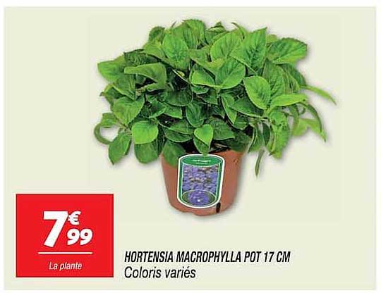HORTENSIA MACROPHYLLA POT 17 CM Coloris variés