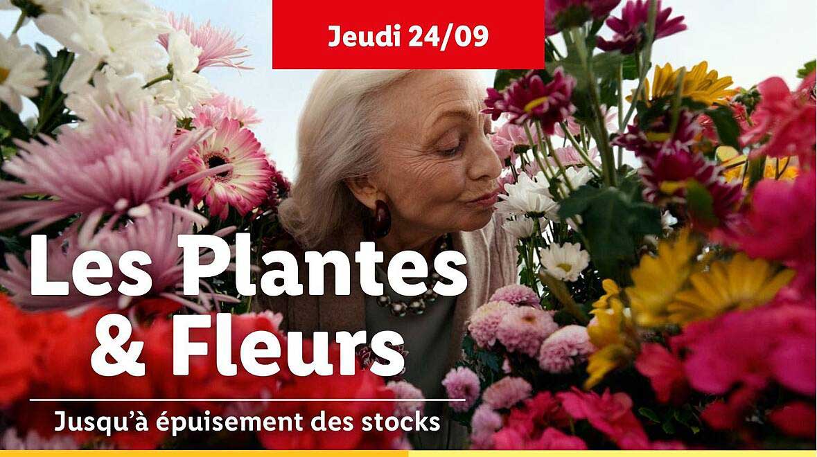 Les Plantes & Fleurs