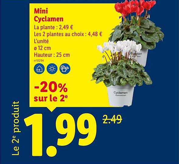 Mini Cyclamen