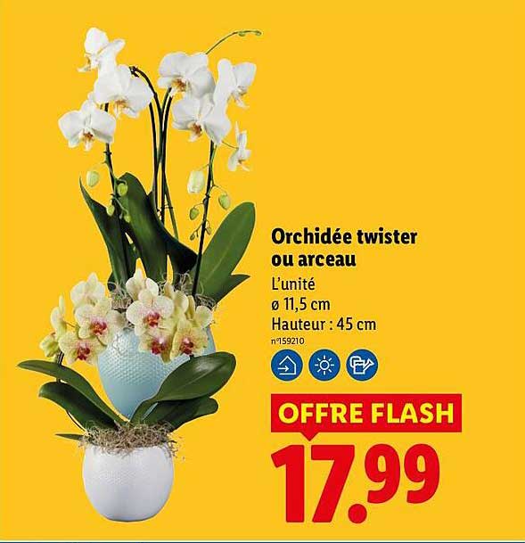 Orchidée twister ou arceau