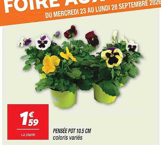 PENSÉE POT 10,5 CM coloris variés