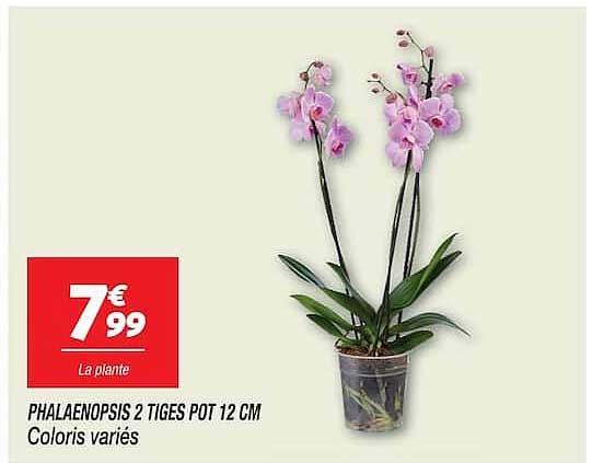 PHALAENOPSIS 2 TIGES POT 12 CM