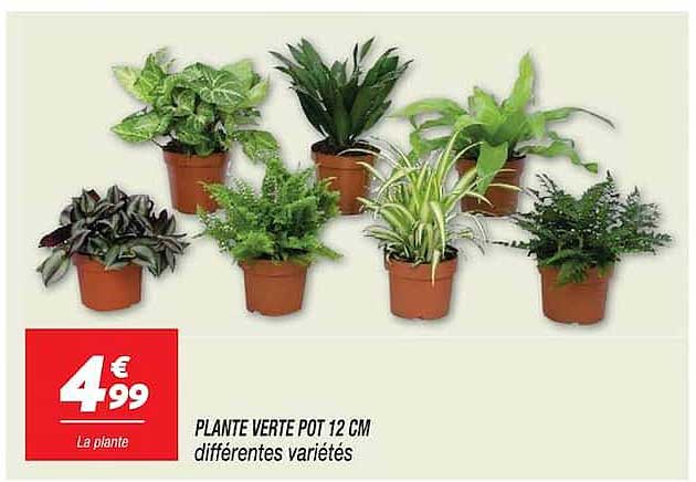 PLANTE VERTE POT 12 CM différentes variétés