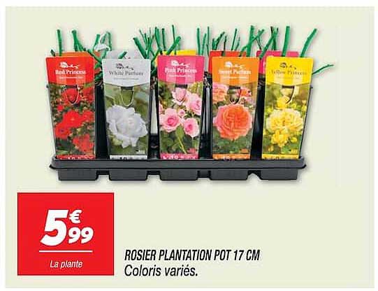 ROSIER PLANTATION POT 17 CM Coloris variés.