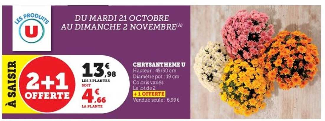 2+1 OFFERTES sur les Chrysanthèmes U