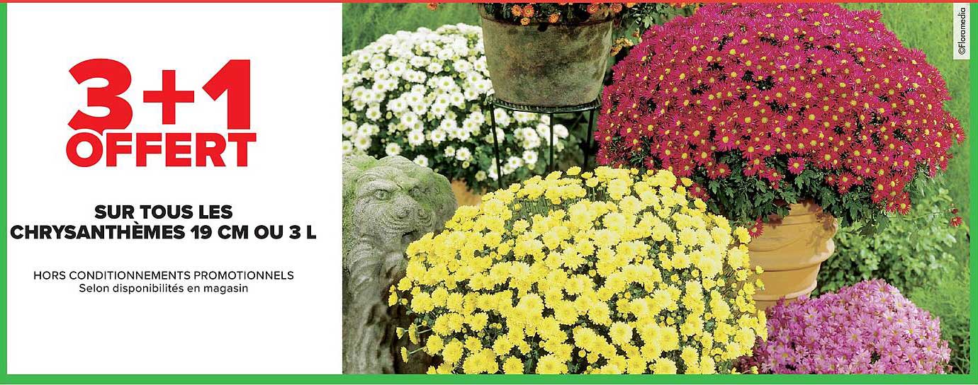 3+1 OFFERT SUR TOUS LES CHRYSANTHÈMES 19 CM OU 3 L