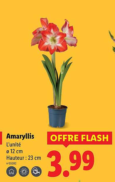 Amaryllis