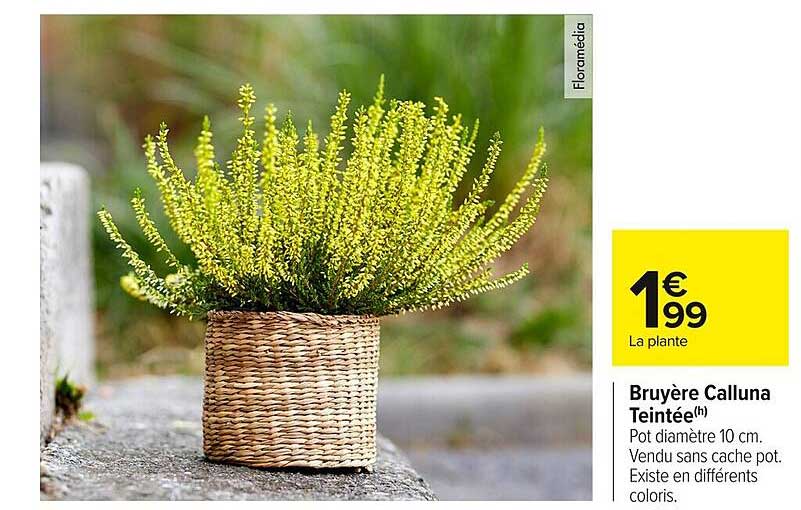 Bruyère Calluna Teintée