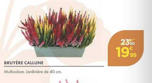 BRUYÈRE CALLUNE