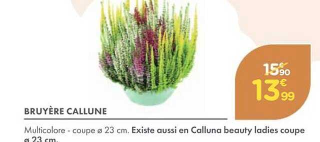 BRUYÈRE CALLUNE