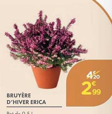 BRUYÈRE D'HIVER ERICA