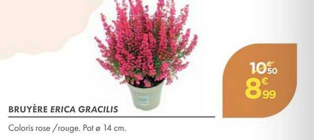 BRUYÈRE ERICA GRACILIS