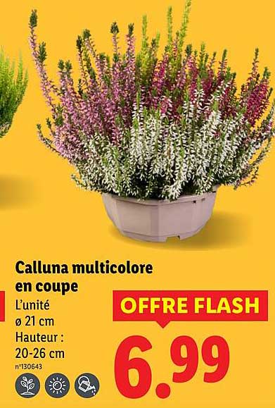 Calluna multicolore en coupe