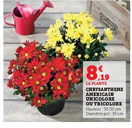 CHRYANTHEME AMÉRICAIN UNICOLORE OU TRICOLOR