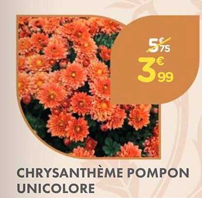CHRYANTHÈME POMPON UNICOLORÉ