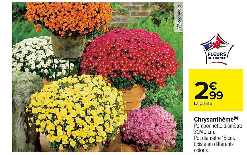 Chrysantème
