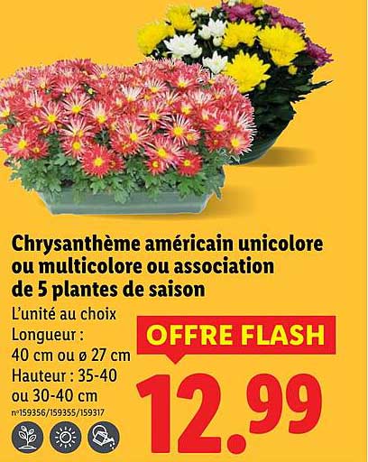 Chrysantème américain unicolore ou multicolore ou association de 5 plantes de saison