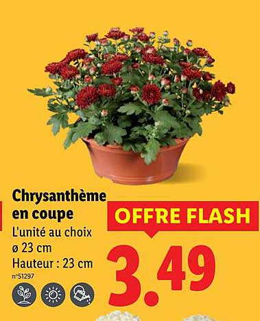 Chrysantème en coupe