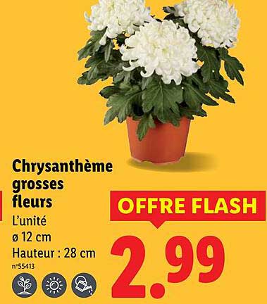 Chrysantème grosses fleurs