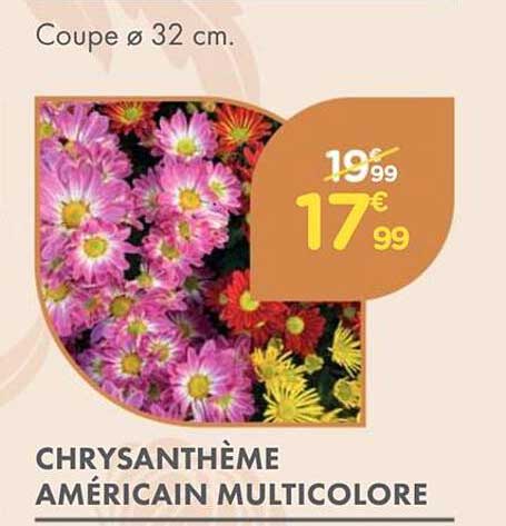 CHRYSANTHÈME AMÉRICAIN MULTICOLORE