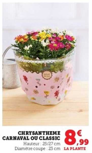 CHRYSANTHEME CARNAVAL OU CLASSIC