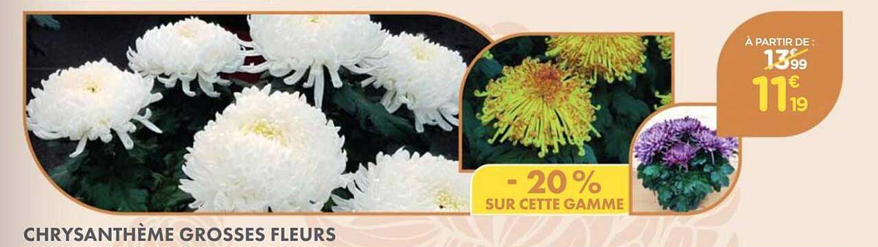 CHRYSANTHÈME GROSSES FLEURS